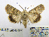  (Oncocnemis michaelorum - BC_SB_Lep_0327)  @14 [ ] CreativeCommons - Attribution (2010) Gergin Blagoev, Centre for Biodiversity Genomics Centre for Biodiversity Genomics