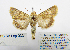  ( - BC_SB_Lep_0331)  @12 [ ] CreativeCommons - Attribution (2010) Gergin Blagoev, Centre for Biodiversity Genomics Centre for Biodiversity Genomics