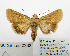  ( - BC_SB_Lep_0333)  @14 [ ] CreativeCommons - Attribution (2010) Gergin Blagoev, Centre for Biodiversity Genomics Centre for Biodiversity Genomics