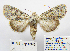  ( - BC_SB_Lep_0343)  @14 [ ] CreativeCommons - Attribution (2010) Gergin Blagoev, Centre for Biodiversity Genomics Centre for Biodiversity Genomics
