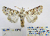  ( - BC_SB_Lep_0370)  @14 [ ] CreativeCommons - Attribution (2010) Gergin Blagoev, Centre for Biodiversity Genomics Centre for Biodiversity Genomics