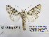  ( - BC_SB_Lep_0371)  @14 [ ] CreativeCommons - Attribution (2010) Gergin Blagoev, Centre for Biodiversity Genomics Centre for Biodiversity Genomics