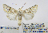  ( - BC_SB_Lep_0372)  @14 [ ] CreativeCommons - Attribution (2010) Gergin Blagoev, Centre for Biodiversity Genomics Centre for Biodiversity Genomics