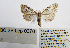 ( - BC_SB_Lep_0378)  @13 [ ] CreativeCommons - Attribution (2010) Gergin Blagoev, Centre for Biodiversity Genomics Centre for Biodiversity Genomics