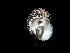  (Lunella - NMSC_0004)  @13 [ ] Copyright  Steve Smith National Marine Science Centre