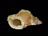 ( - NMSC_0026)  @13 [ ] Copyright  Steve Smith National Marine Science Centre