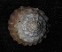  (Astralium - NMSC_0026)  @13 [ ] Copyright  Steve Smith National Marine Science Centre