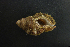  (Cymatium occidentale - NMSC_0119)  @13 [ ] Copyright  Steve Smith National Marine Science Centre