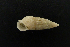  (Cerithium - NMSC_0151)  @14 [ ] Copyright  Steve Smith National Marine Science Centre