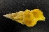  (Cerithium citrinum - NMSC_0264)  @11 [ ] Copyright  Steve Smith National Marine Science Centre