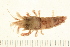  ( - HLC-25704)  @11 [ ] CreativeCommons - Attribution (2008) Unspecified Centre for Biodiversity Genomics
