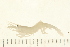  (Eualus gaimardii gaimardii - HLC-25710)  @14 [ ] CreativeCommons - Attribution (2008) Unspecified Centre for Biodiversity Genomics