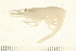  ( - HLC-25711)  @13 [ ] CreativeCommons - Attribution (2008) Unspecified Centre for Biodiversity Genomics