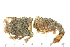  ( - HLC-30251)  @11 [ ] CreativeCommons - Attribution (2008) Unspecified Centre for Biodiversity Genomics