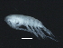 (Calanus sp - HLC-26291)  @11 [ ] CreativeCommons - Attribution (2008) Unspecified Centre for Biodiversity Genomics