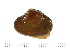  (Astarte sp - HLC-30028)  @11 [ ] CreativeCommons - Attribution (2008) Unspecified Centre for Biodiversity Genomics