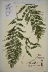  (Athyrium filix-femina - AJK_0014)  @14 [ ] CreativeCommons - Attribution Non-Commercial Share-Alike (2012) Unspecified Tromso University Museum