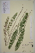  ( - AJK_0015)  @11 [ ] CreativeCommons - Attribution Non-Commercial Share-Alike (2012) Unspecified Tromso University Museum