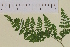  ( - AJK_0029)  @11 [ ] CreativeCommons - Attribution Non-Commercial Share-Alike (2012) Unspecified Tromso University Museum