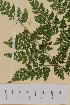  (Cystopteris montana - AJK_0030)  @13 [ ] CreativeCommons - Attribution Non-Commercial Share-Alike (2012) Unspecified Tromso University Museum