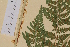  ( - AJK_0040)  @13 [ ] CreativeCommons - Attribution Non-Commercial Share-Alike (2012) Unspecified Tromso University Museum