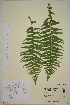  ( - AJK_0043)  @11 [ ] CreativeCommons - Attribution Non-Commercial Share-Alike (2012) Unspecified Tromso University Museum