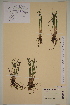  ( - AJK_0075)  @11 [ ] CreativeCommons - Attribution Non-Commercial Share-Alike (2012) Unspecified Tromso University Museum