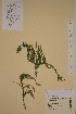  ( - AJK_0084)  @11 [ ] CreativeCommons - Attribution Non-Commercial Share-Alike (2012) Unspecified Tromso University Museum