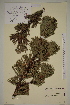  ( - AJK_0128)  @11 [ ] CreativeCommons - Attribution Non-Commercial Share-Alike (2012) Unspecified Tromso University Museum