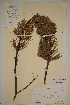  ( - AJK_0129)  @11 [ ] CreativeCommons - Attribution Non-Commercial Share-Alike (2012) Unspecified Tromso University Museum