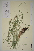  ( - AJK_0241)  @11 [ ] CreativeCommons - Attribution Non-Commercial Share-Alike (2013) Unspecified Tromso University Museum