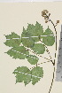  ( - TROM_V_651714_sg)  @11 [ ] CreativeCommons - Attribution Non-Commercial Share-Alike (2015) Unspecified Tromso University Museum