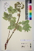  ( - TROM_V_147636_sg)  @11 [ ] CreativeCommons - Attribution Non-Commercial Share-Alike (2014) Unspecified Tromso University Museum