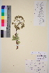  (Angelica archangelica - TROM_V_23380_sg)  @11 [ ] CreativeCommons - Attribution Non-Commercial Share-Alike (2014) Unspecified Tromso University Museum