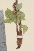  (Angelica archangelica litoralis - TROM_V_23380_sg)  @11 [ ] CreativeCommons - Attribution Non-Commercial Share-Alike (2014) Unspecified Tromso University Museum