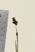  (Carex norvegica norvegica - TROM_V_162292_sg)  @11 [ ] CreativeCommons - Attribution Non-Commercial Share-Alike (2014) Unspecified Tromso University Museum