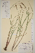  ( - TROM-V-2325)  @11 [ ] CreativeCommons - Attribution Non-Commercial Share-Alike (2013) Unspecified Tromso University Museum