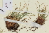  ( - TROM-V-89277)  @11 [ ] CreativeCommons - Attribution Non-Commercial Share-Alike (2013) Unspecified Tromso University Museum