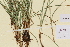  ( - TROM-V-2771)  @11 [ ] CreativeCommons - Attribution Non-Commercial Share-Alike (2013) Unspecified Tromso University Museum