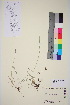  ( - TROM_V_134213_sg)  @11 [ ] CreativeCommons - Attribution Non-Commercial Share-Alike (2015) Unspecified Tromso University Museum