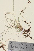  ( - TROM_V_134213_sg)  @11 [ ] CreativeCommons - Attribution Non-Commercial Share-Alike (2015) Unspecified Tromso University Museum