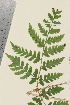  ( - TROM_V_96774_sg)  @11 [ ] CreativeCommons - Attribution Non-Commercial Share-Alike (2014) Unspecified Tromso University Museum