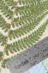  ( - TROM_V_97054_sg)  @11 [ ] CreativeCommons - Attribution Non-Commercial Share-Alike (2014) Unspecified Tromso University Museum
