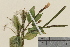  ( - TROM-V-960348)  @11 [ ] CreativeCommons - Attribution Non-Commercial Share-Alike (2013) Unspecified Tromso University Museum