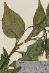  ( - TROM-V-963065)  @11 [ ] CreativeCommons - Attribution Non-Commercial Share-Alike (2013) Unspecified Tromso University Museum