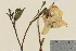  ( - TROM-V-964397)  @11 [ ] CreativeCommons - Attribution Non-Commercial Share-Alike (2013) Unspecified Tromso University Museum