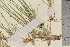  ( - TROM-V-90668)  @11 [ ] CreativeCommons - Attribution Non-Commercial Share-Alike (2013) Unspecified Tromso University Museum