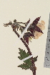  ( - TROM_V_134142_sg)  @11 [ ] CreativeCommons - Attribution Non-Commercial Share-Alike (2014) Unspecified Tromso University Museum
