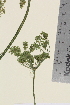  (Heracleum persicum - TROM_V_962289_sg)  @11 [ ] CreativeCommons - Attribution Non-Commercial Share-Alike (2014) Unspecified Tromso University Museum