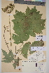  ( - TROM_V_16951_sg)  @11 [ ] CreativeCommons - Attribution Non-Commercial Share-Alike (2014) Unspecified Tromso University Museum